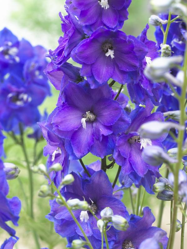 Delphinium Thejoyofplants.co.uk