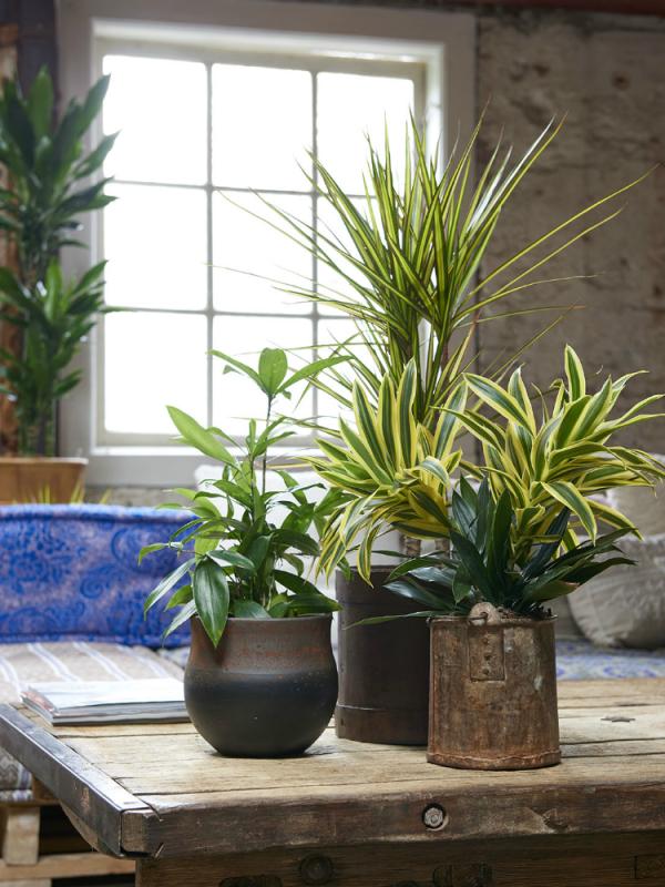 Le Dracaena Ma Plante Mon Bonheur