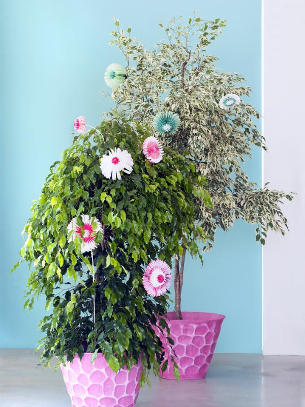 Ficus benjamina - Maplantemonbonheur.fr Ficus benjamina - Maplantemonbonheur.fr