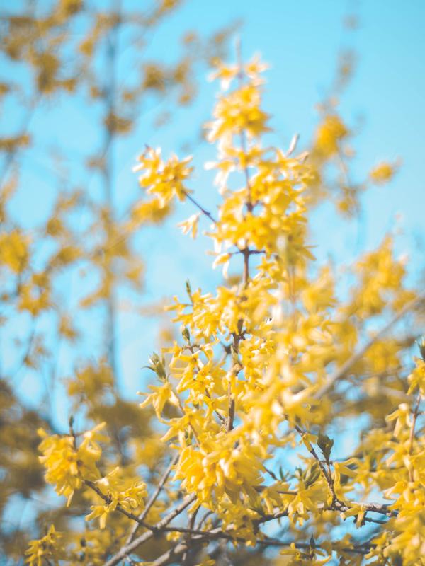 Forsythia Maplantemonbonheur.fr Forsythia Maplantemonbonheur.fr