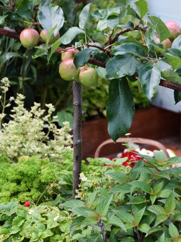 Arbre fruitier - Maplantemonbonheur.fr