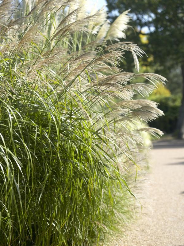 Silvergrass Thejoyofplants.co.uk