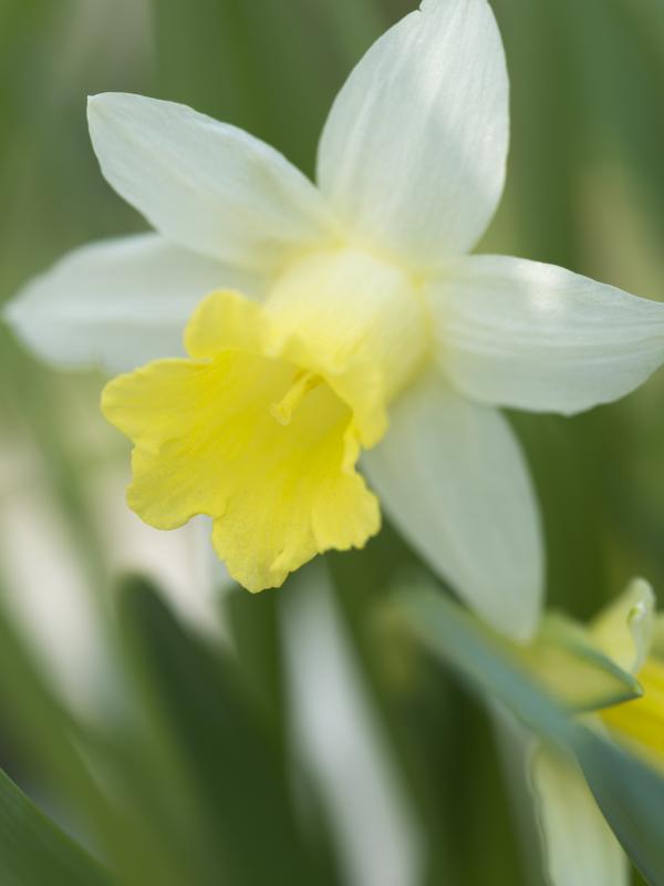 Narcisse | Ma plante mon bonheur