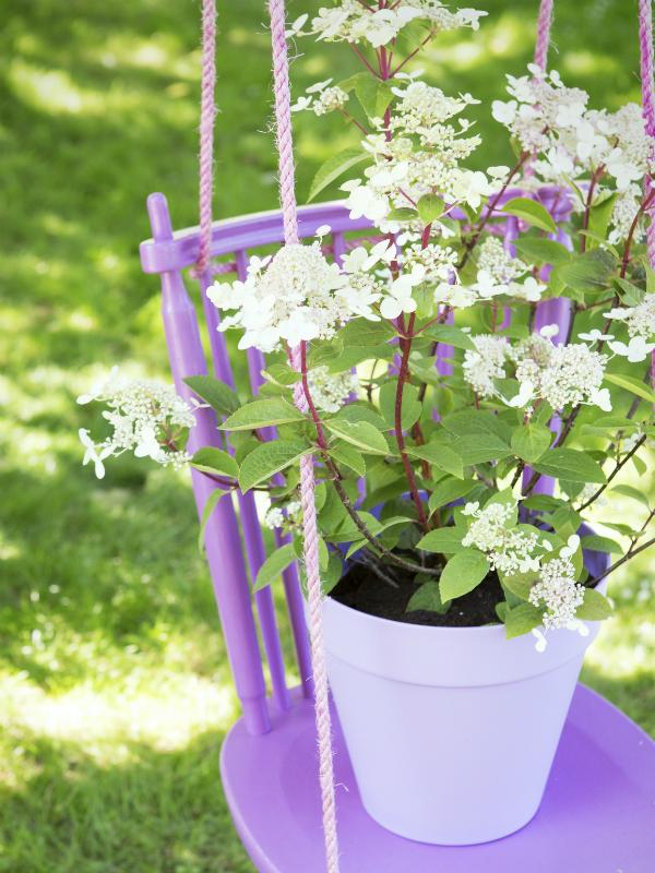 Hortensia paniculé Maplantemonbonheur.fr