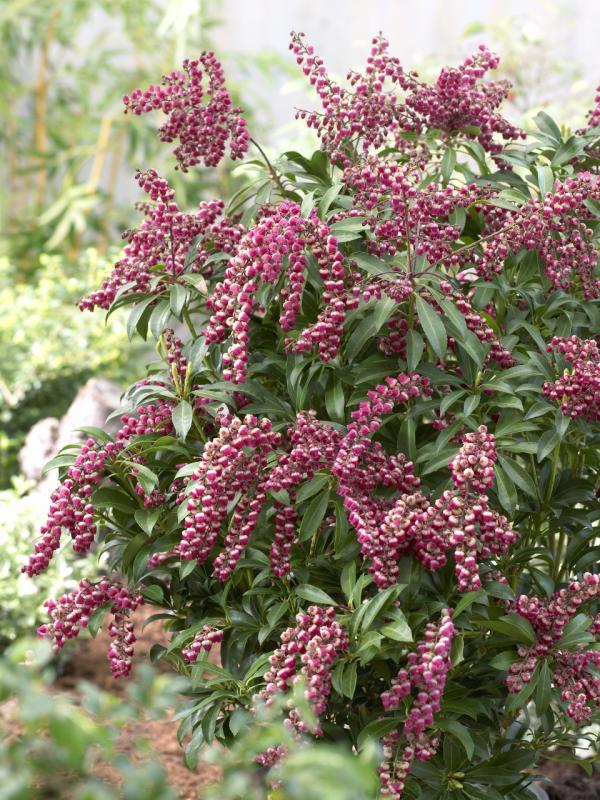 Pieris Thejoyofplants.co.uk