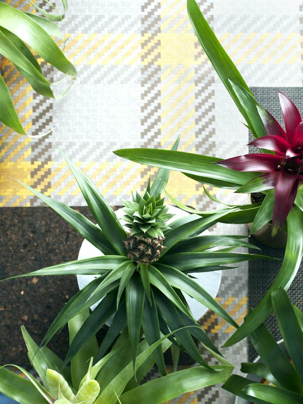 Ananas Maplantemonbonheur.fr