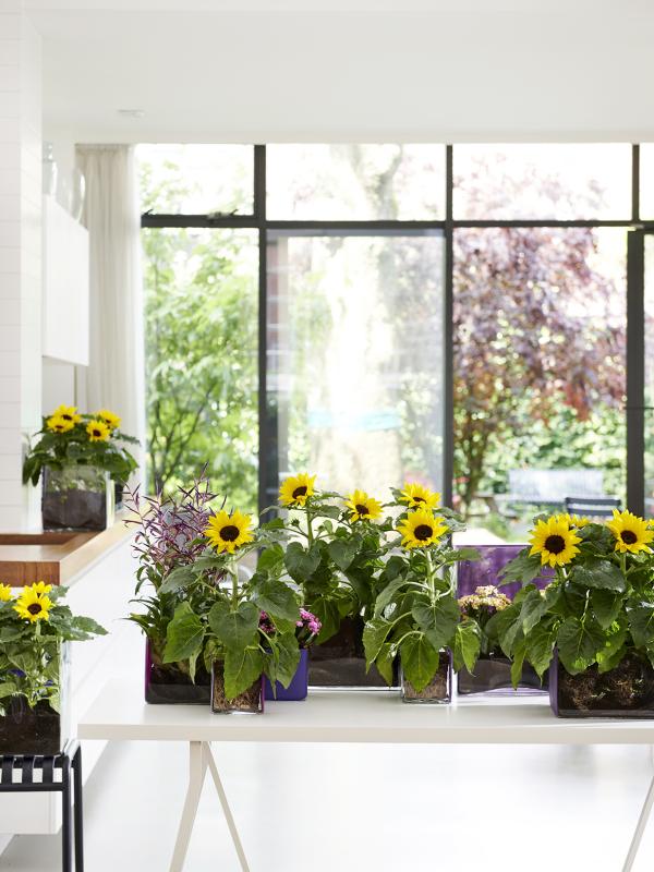 Tournesol  La joie des fleurs