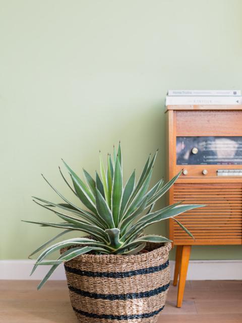 L’appartement Merci les plantes _Maplantemonbonheur.fr