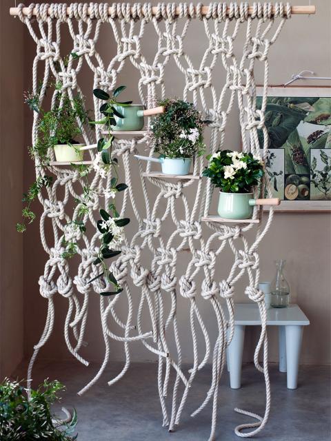 Stephanotis | Ma plante mon bonheur