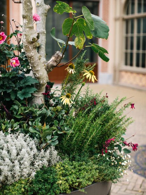 companion planting close up