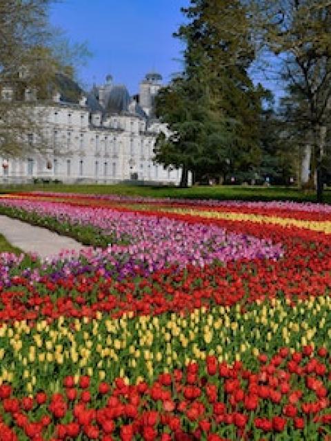 Rubans de tulipe au Chateau de Cheverny _Maplantemonbonheur.fr