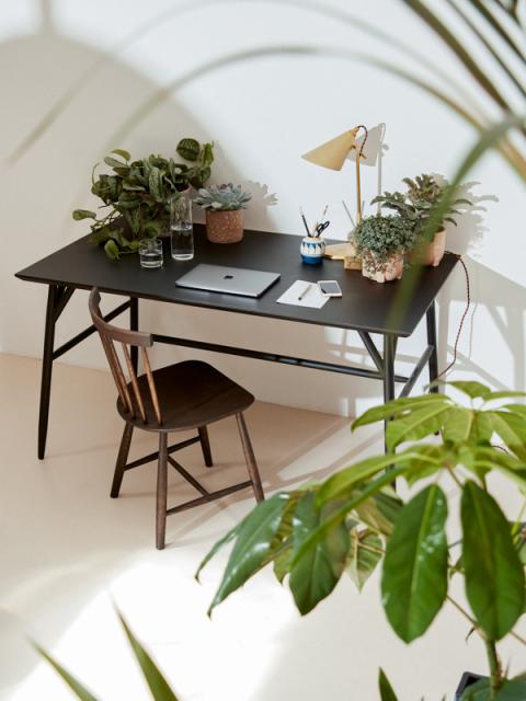 Petit guide de plantes pour votre maison - Maplantemonbonheur.fr