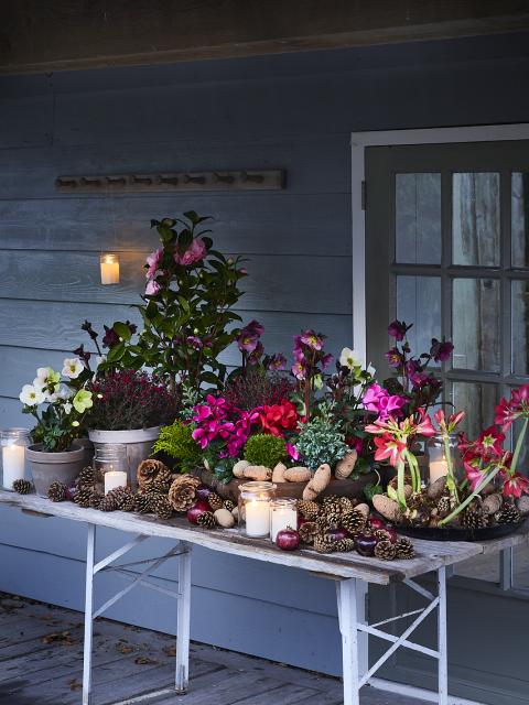 kersttafel met planten | mooiwatplantendoen.nl