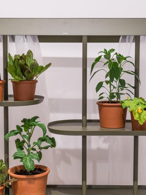 maplantemonbonheur.fr serre, plantes, design, intérieur, abrit, belle, solide, croissance, rêve, jardin exotique