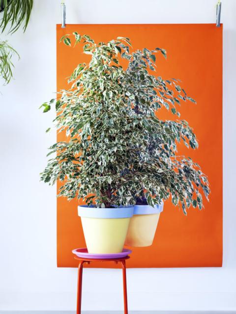 Ficus benjamina