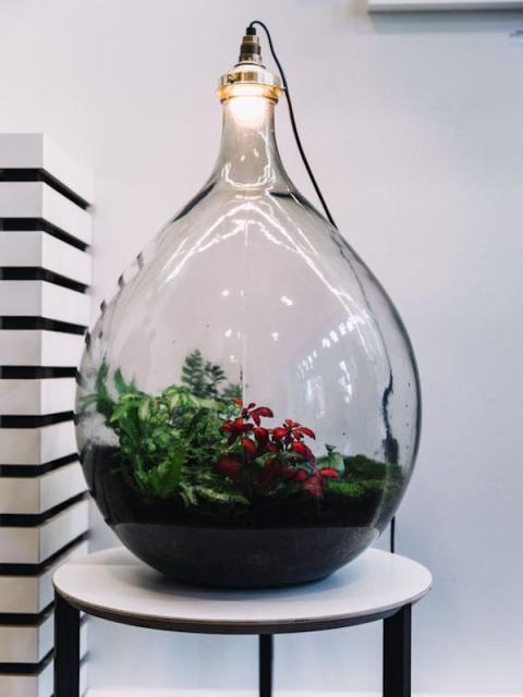 terrarium design déco plantes maplantemonbonheur.fr