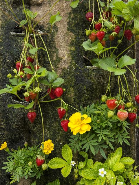 maplantemonbonheur.fr fraise, été, toit, végétalisation, gastronomie, comestible, bio; ville, fruit, légumr                                                                                                                                      