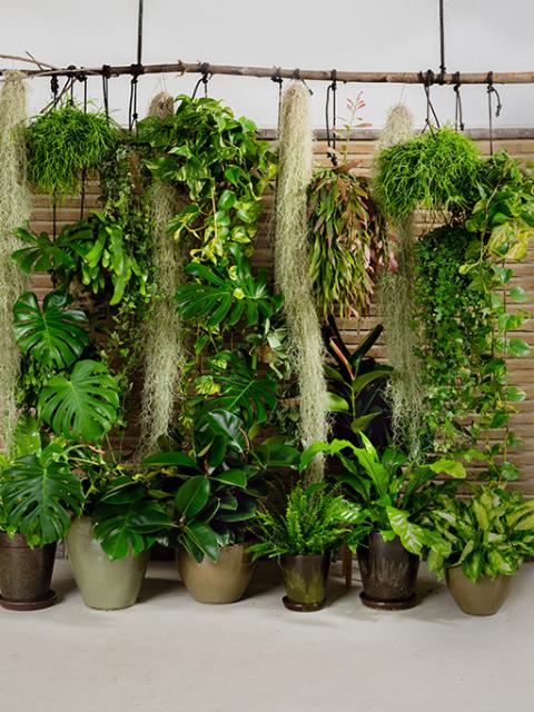 DIY : un mur végétal parfait pour vos visioconférences | Maplantemonbonheur.fr