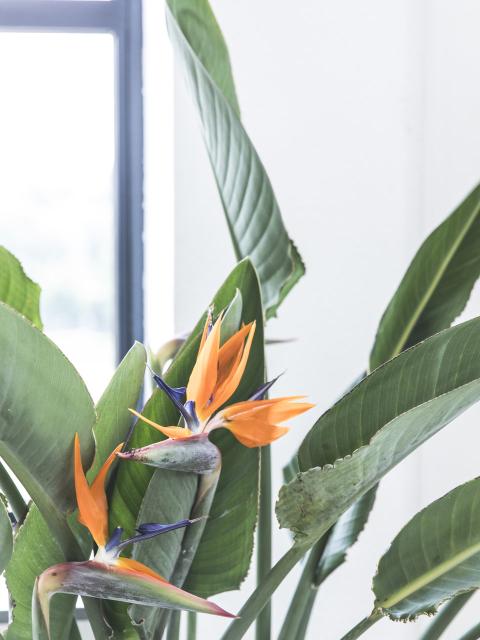 Les plantes, ces œuvres d’art vivantes _Maplantemonbonheur.fr