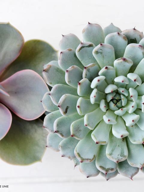 DIY: maak je eigen tuin met Echeveria's - mooiwatplantendoen.nl