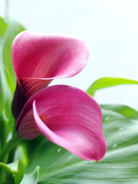 Calla Maplantemonbonheur.fr