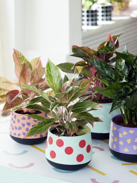 Aglaonema DIY Mooiwatplantendoen.nl