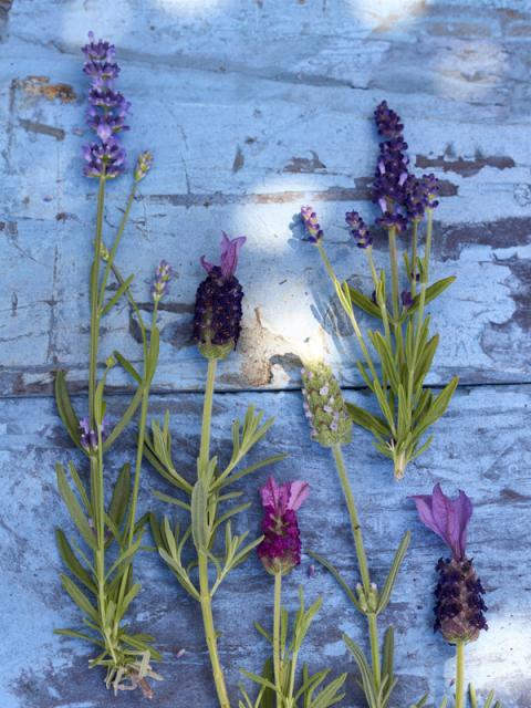 Lavendel is Balkonplant van het Jaar 2018 Mooiwatplantendoen.nl