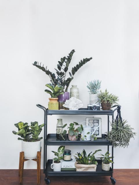 Quels sont vos #plantgoals cet automne ? Maplantemonbonheur.fr