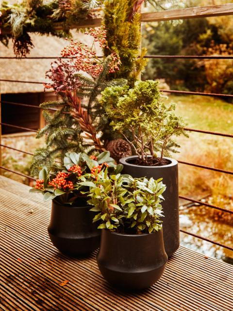 Cadeaux de Noël : quelle plante offrir ? Quels pot de fleurs