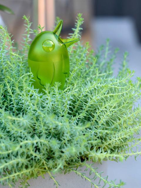 Gardez l’esprit tranquille et vos plantes aussi _Maplantemonbonheur.fr