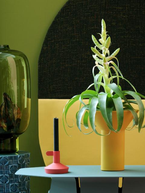 Le Bromélia est la plante d’appartement du mois de mars Maplantemonbonheur.fr