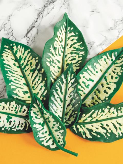 maplantemonbonheur.fr dieffenbachia artiste acsmp Alexandra Bruel