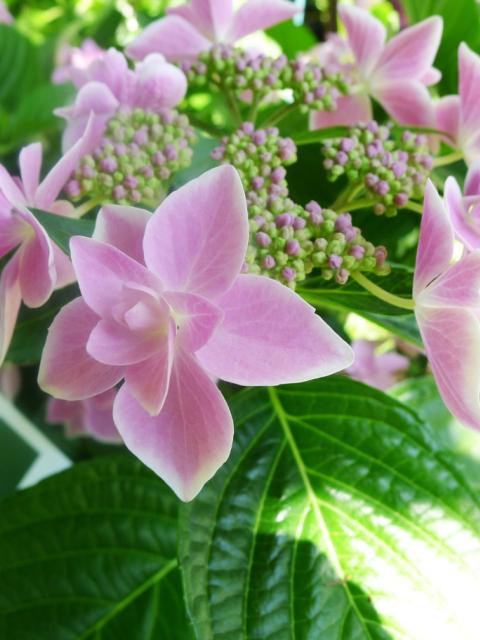 Maplantemonbonheur.fr hortensia plante nouveaux variétés