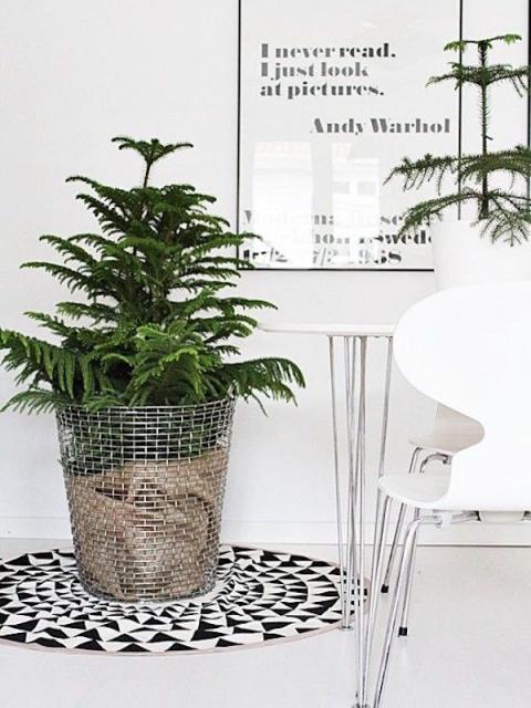 maplantemonbonheur.fr, sapon, noel, année, fêtes, Araucaria, plante, tropicale, surprise