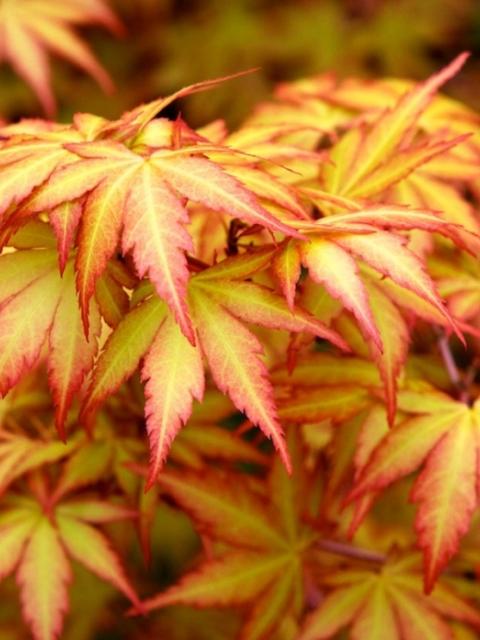 maplantemonbonheur.fr pot erable canada