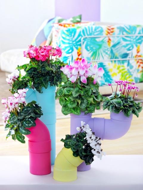 DIY : Tout Est possible avec ces cyclamens Maplantemonbonheur.fr