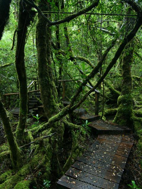 Une bonne balade dans l’espace naturel unique de Tasmanie Maplantemonbonheur.fr