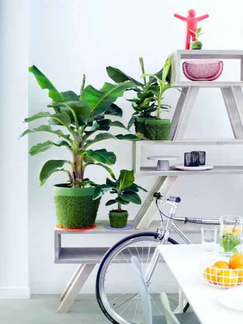 Stijltrend Energise Mooiwatplantendoen.nl