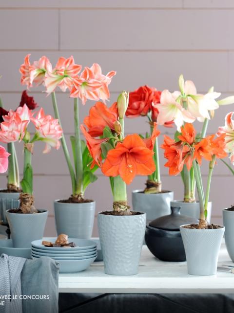 A chaque mois sa plante, L'Amaryllis