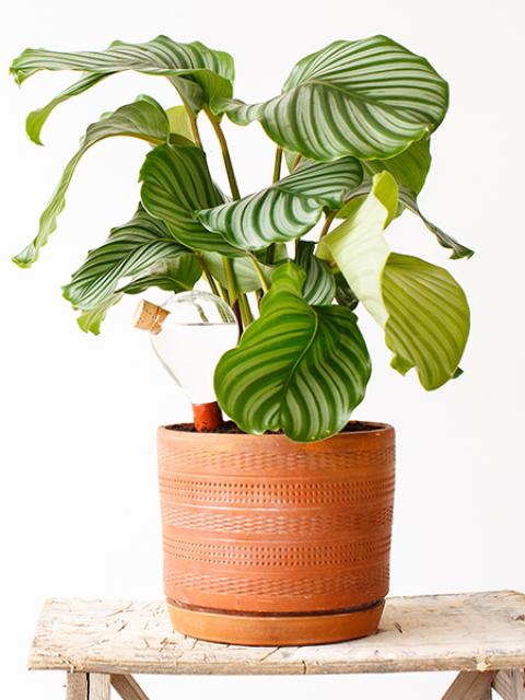 maplantemonbonheur.fr vacances soin plante 