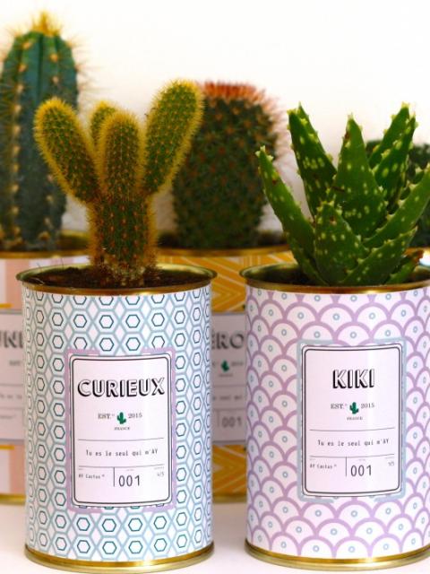 Cactus Plantes Déco Design maplantemonbonheur.fr