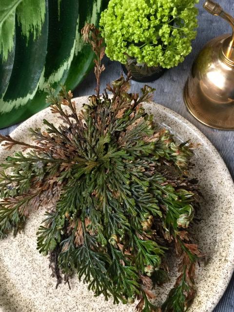 Rose de Jericho maplantemonbonheur