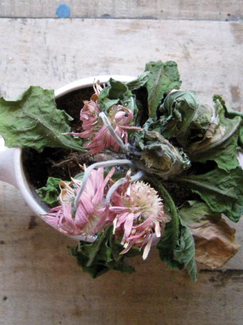 Plant in de lappenmand