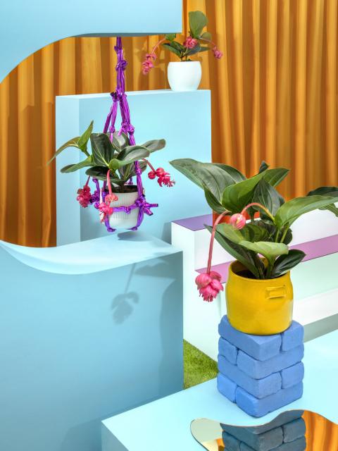 DIY : Une installation exotique pour votre medinilla Maplantemonbonheur.fr