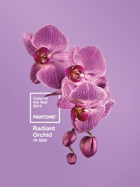 Radiant Orchid