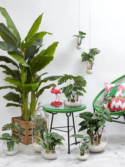 plante maplantemonbonheur.fr vert home décoration 