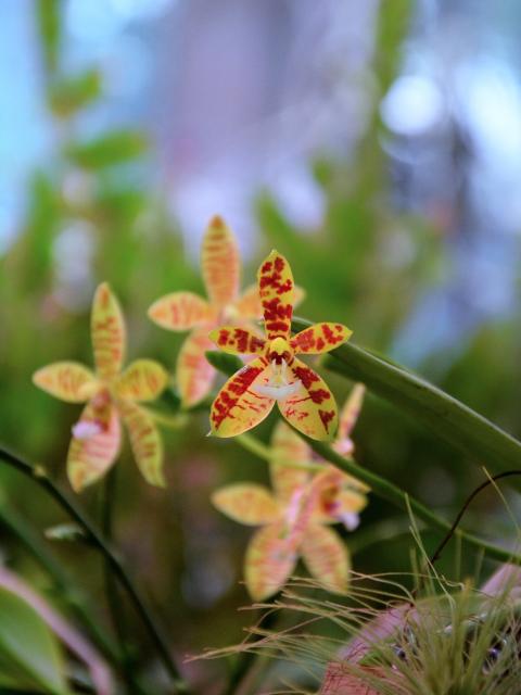 Orchidées Expo Grandin plantes maplantemonbonheur.fr