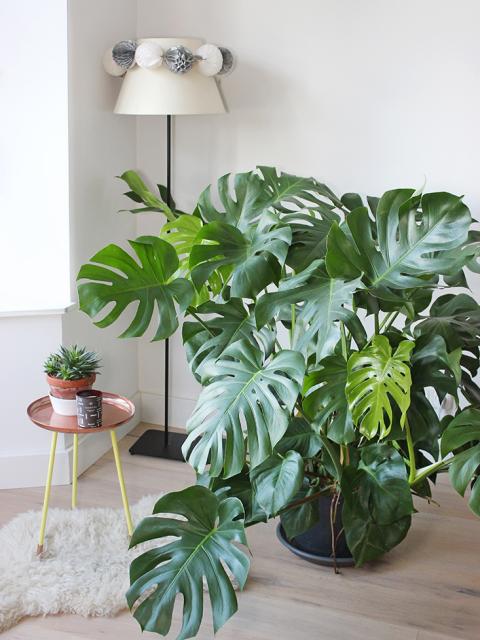 Monstera  inspiration plante verte mode Maplantemonbonheur
