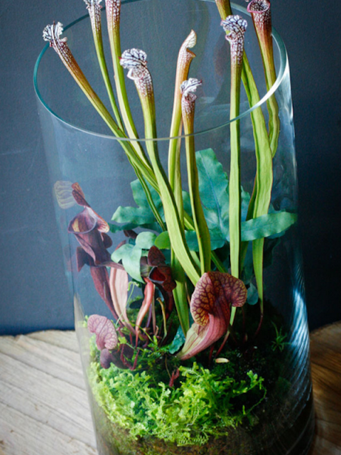 maplantemonbonheur.fr  plantes, carnivores, verre, terrarium, vases, terre