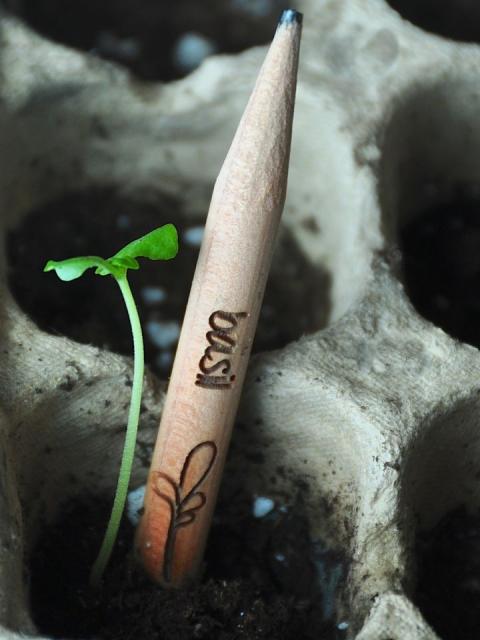 Basilicum dat groeit uit een potlood - Mooiwatplantendoen.nl